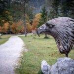 Adler © Gipfelfieber