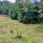 Kaum erkennbar kommt der Steig auf der Wiese aus dem Wald © Gipfelfieber