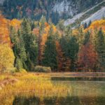 Bunter Bergwald am Frillensee © Gipfelfieber