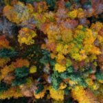 Bunter Herbstwald © Gipfelfieber