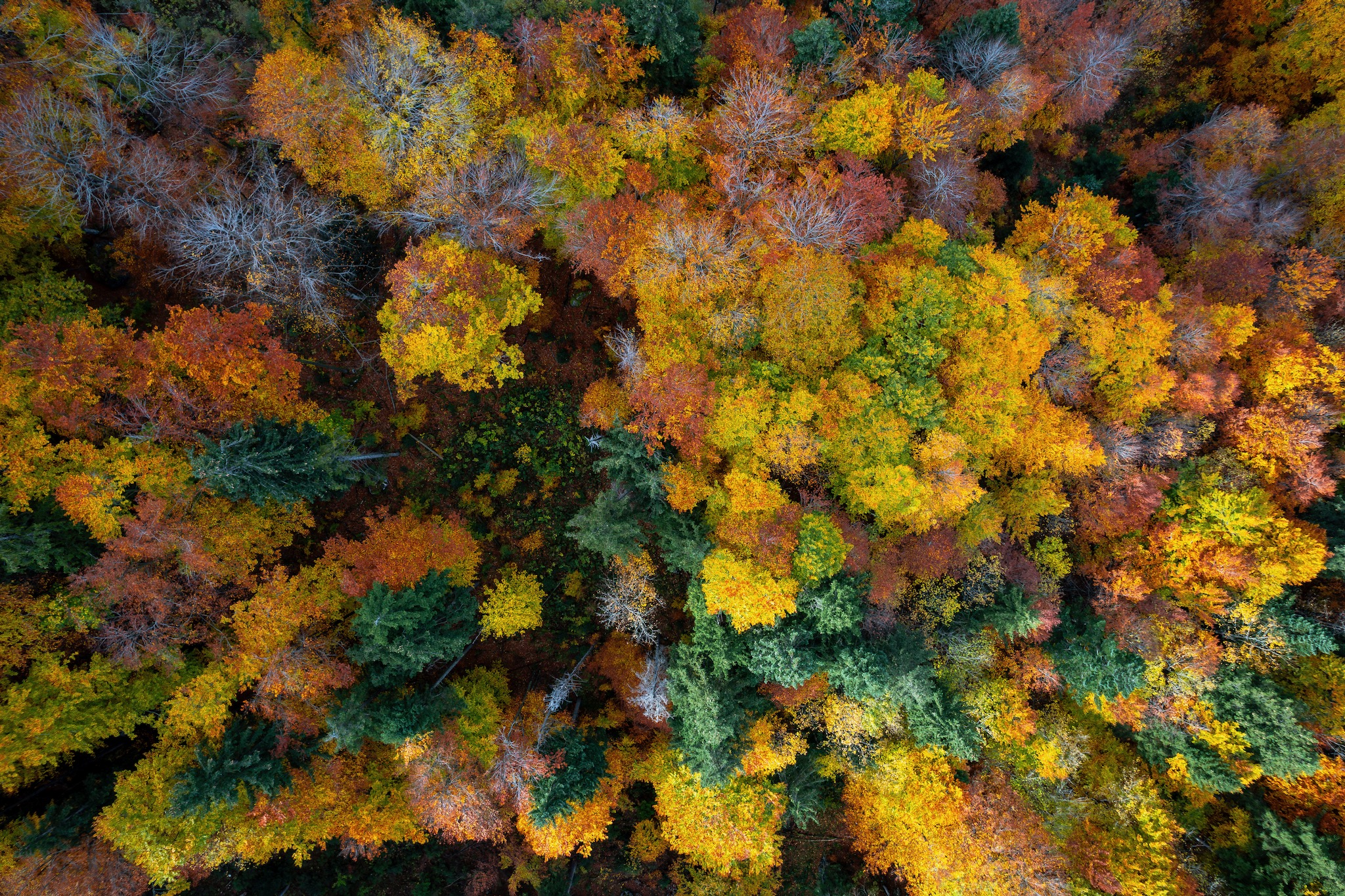 Bunter Herbstwald © Gipfelfieber
