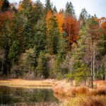 Übergang zum Moor © Gipfelfieber