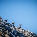 Steinbock-Rudel am Weinschnabel © Gipfelfieber