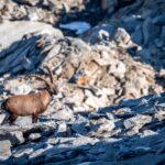 Steinbock mit mächtigen Hörnern © Gipfelfieber