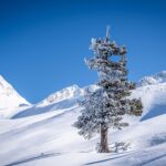 Einsame Zirbe © Gipfelfieber