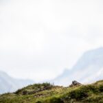 Neugieriges Murmeltier © Gipfelfieber