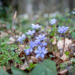 Frühlingserwachen mit Leberblümchen © Gipfelfieber